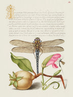 Dragonfly, Pear, Carnation, And Insect From Mira Calligraphiae Monumenta, Joris Hoefnagel