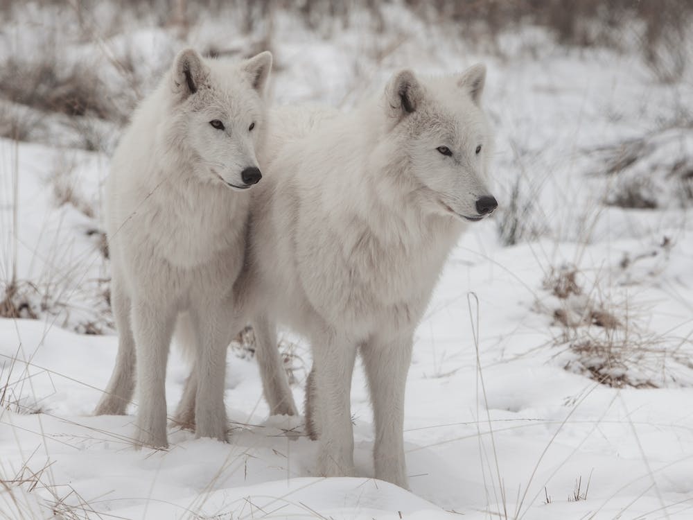 Twin White Wolves