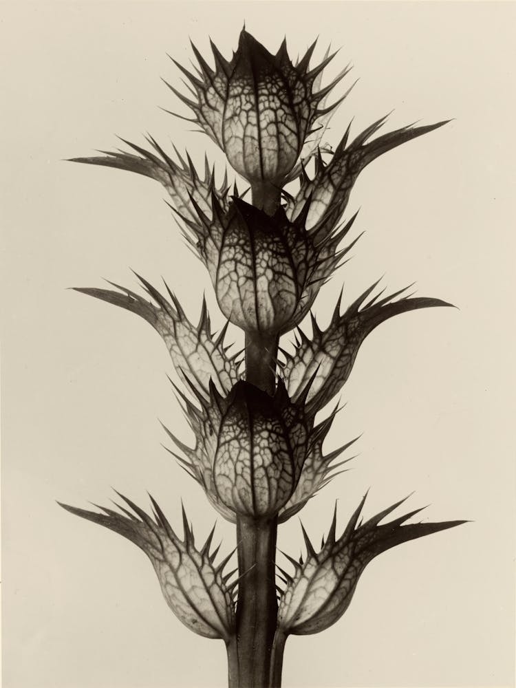 Acanthus Mollis, Karl Blossfeldt