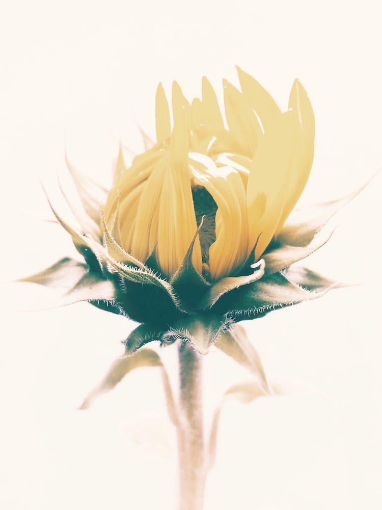 Closed Sunflower Petals