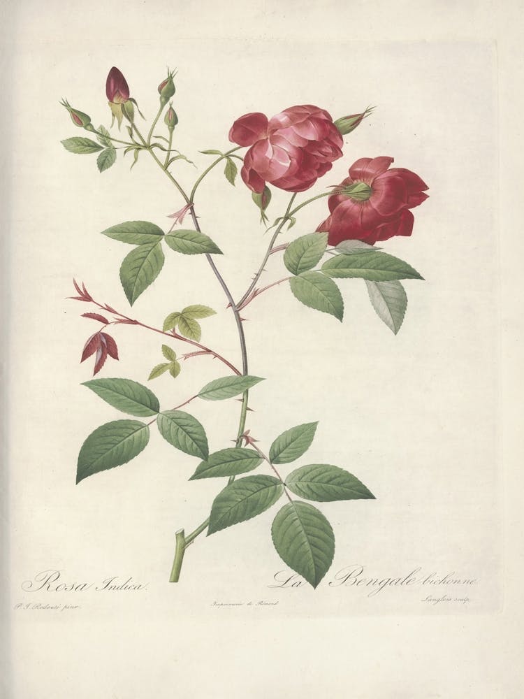 Rose Illustration, Pierre Joseph Redoute (68)