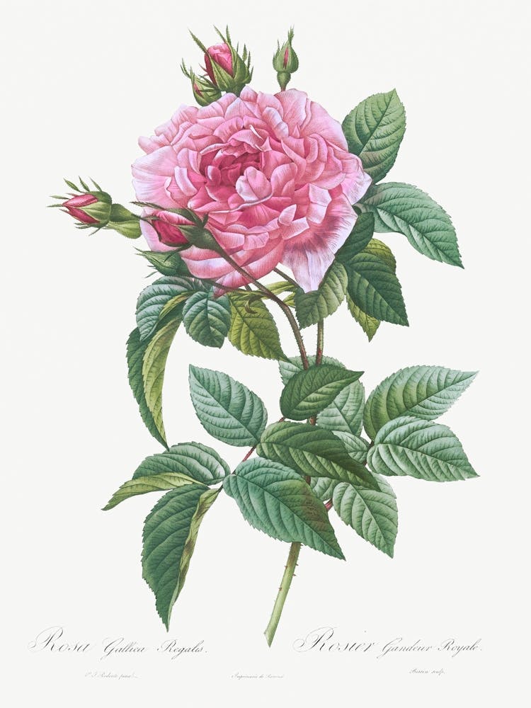 Gallic Rose, Rosa Gallica Regalis From Les Roses (1817–1824), Pierre Joseph Redoute