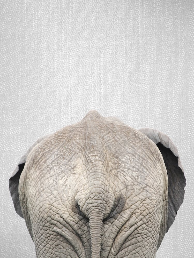 Elephant Tail