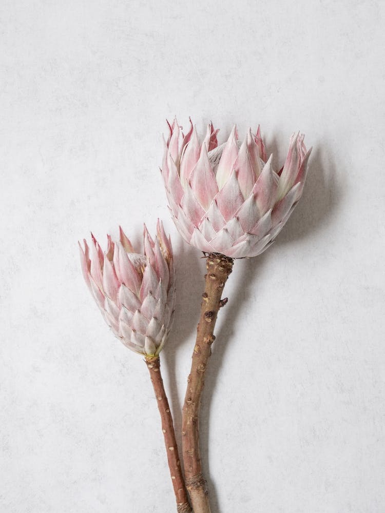 Minimal Pink Proteas