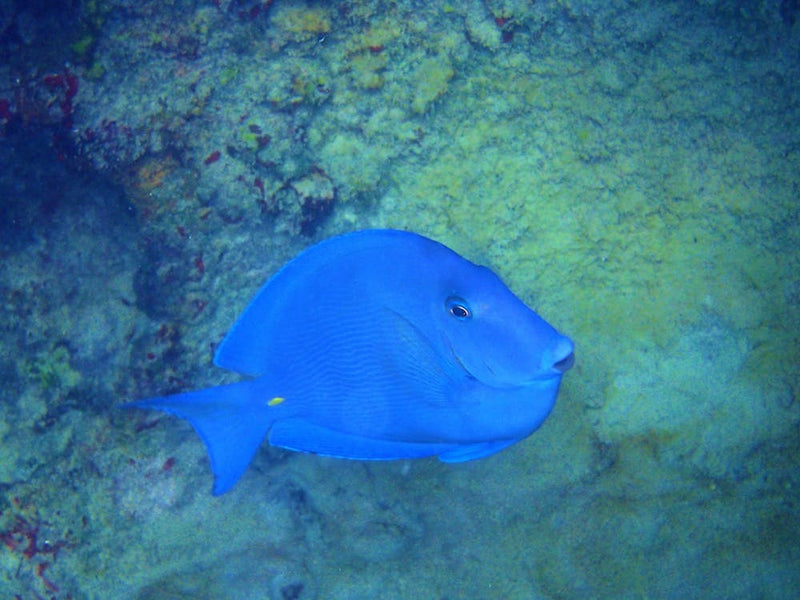 Blue Tang
