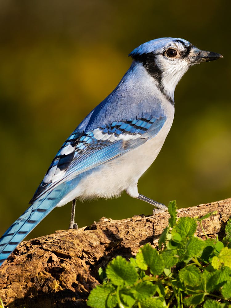 Blauhäher 1
