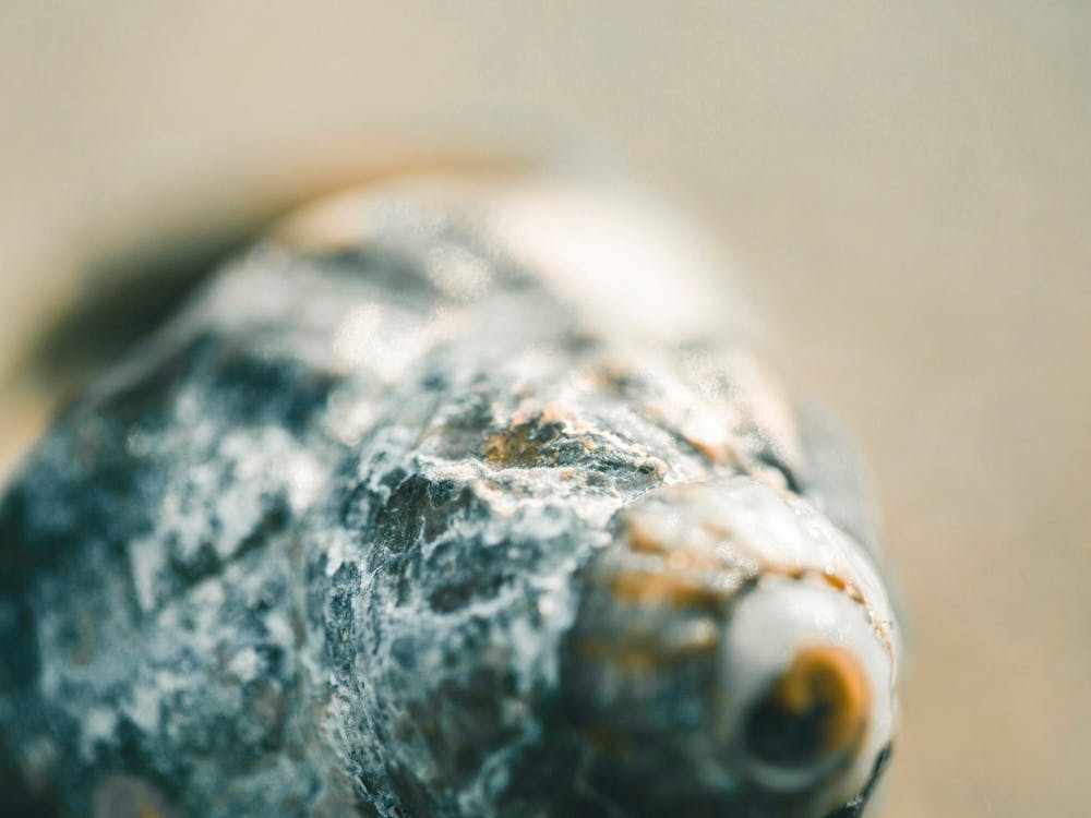 Close Up Of A Shell