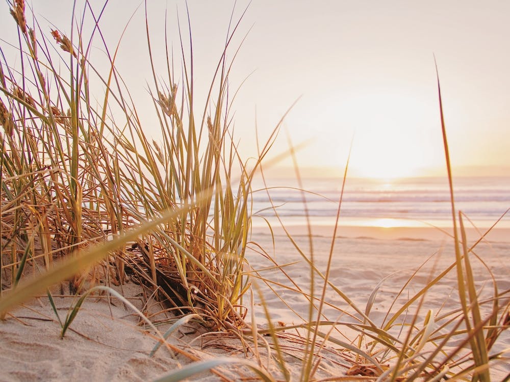 Beach Grass Sunset