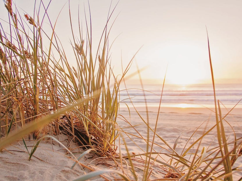 Beach Grass Sunset
