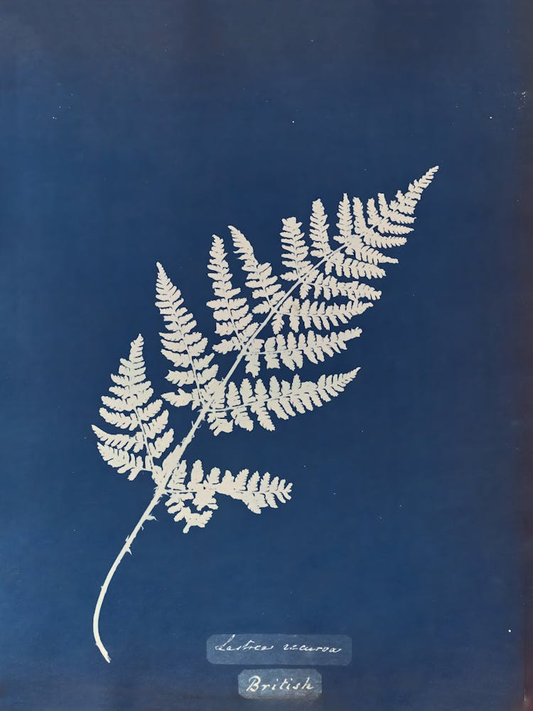 Fern Leaf 2