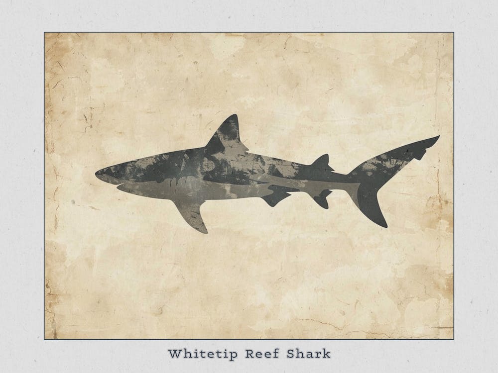 Whitetip Reef Shark Shark Silhouette 7 Poster