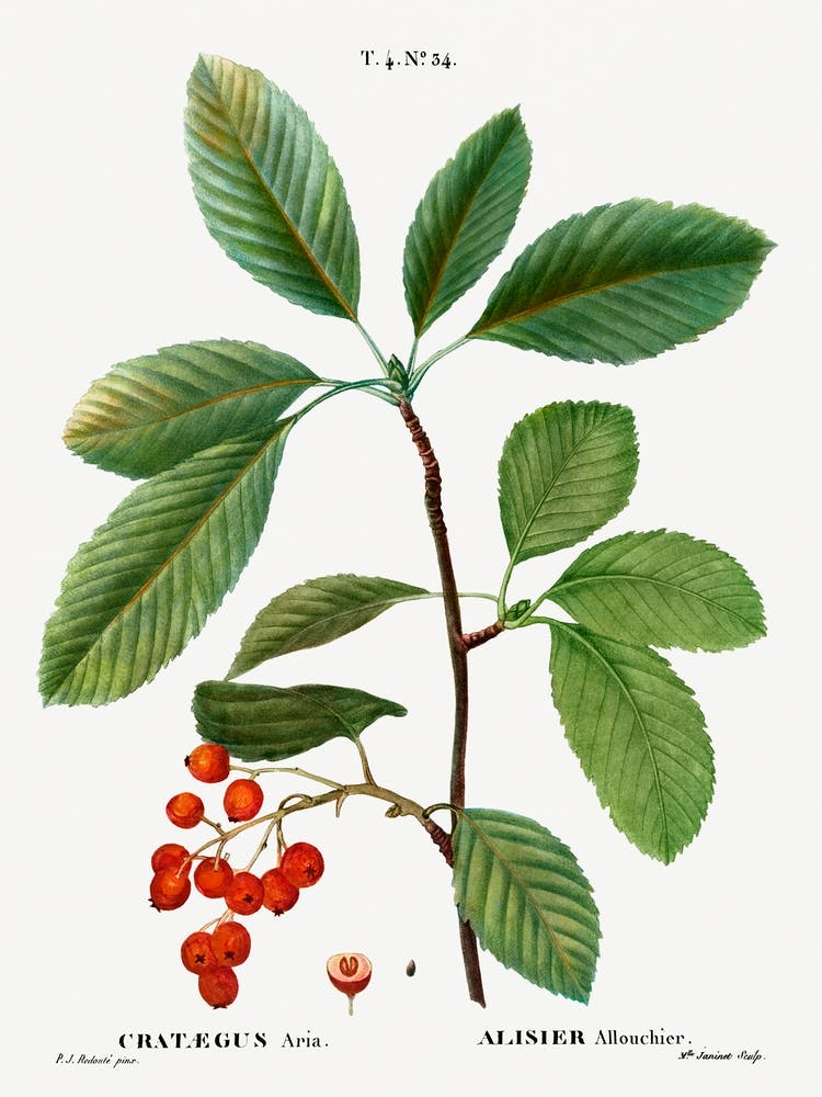 Whitebeam, Pierre Joseph Redoute