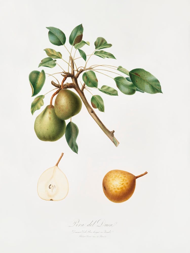 Pear (Pyrus Dugalis) From Pomona Italiana (1817 1839), Giorgio Gallesio