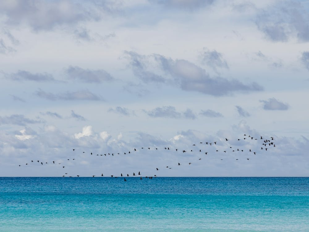 Birds Flying Over The Blue Ocean