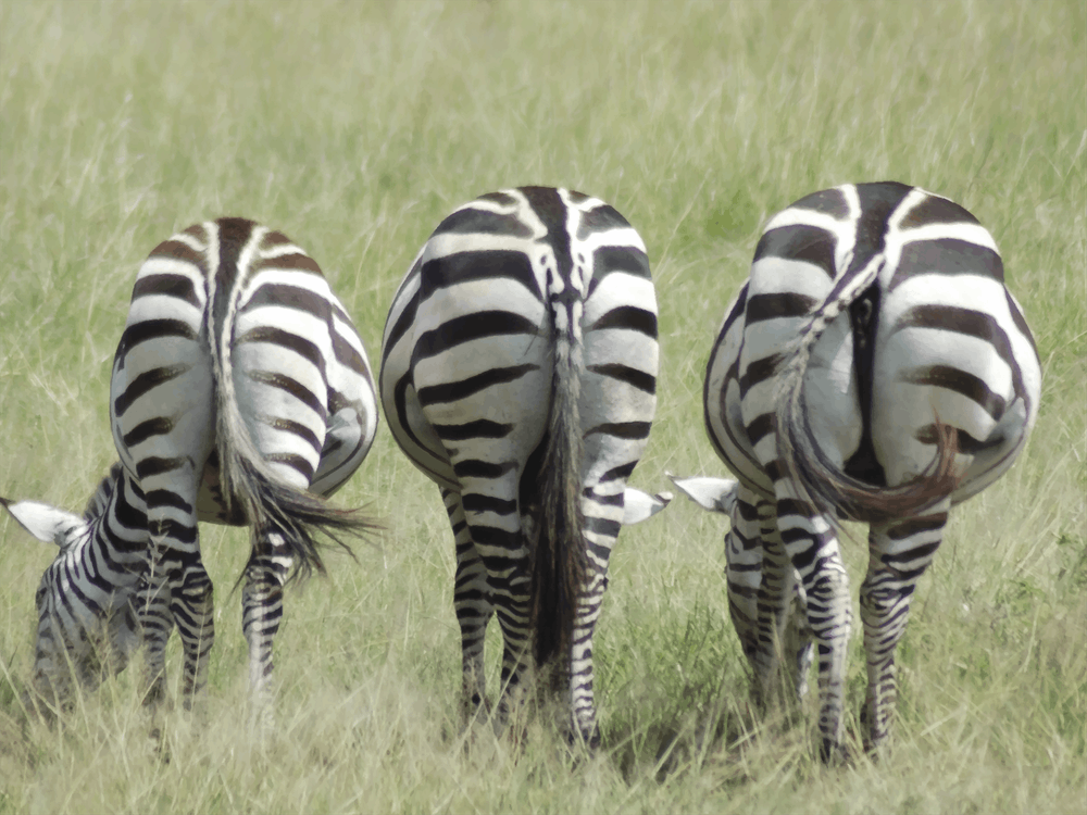 Zebras Grazing