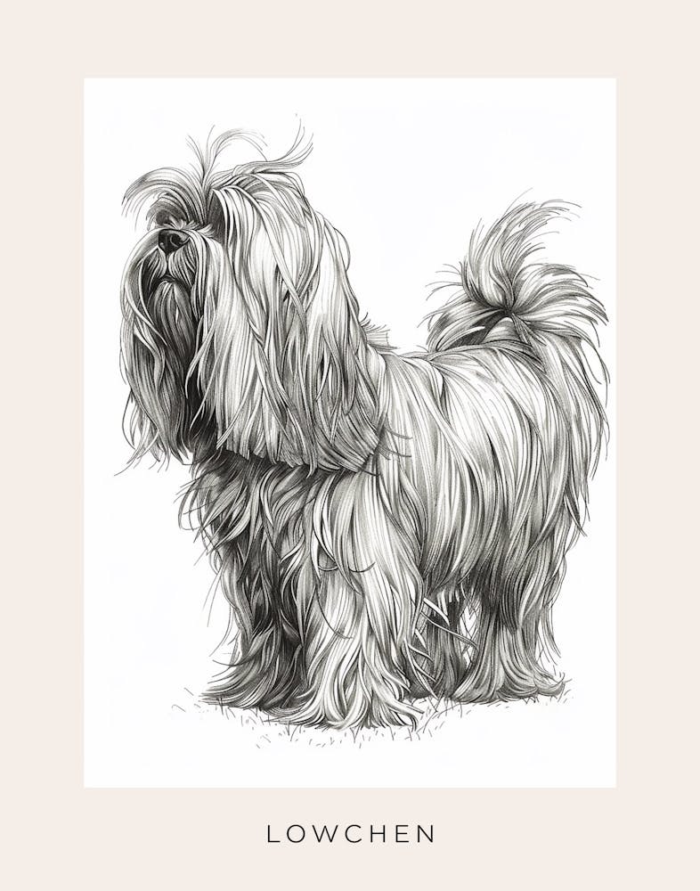 Lowchen Dog Line Sketch Poster