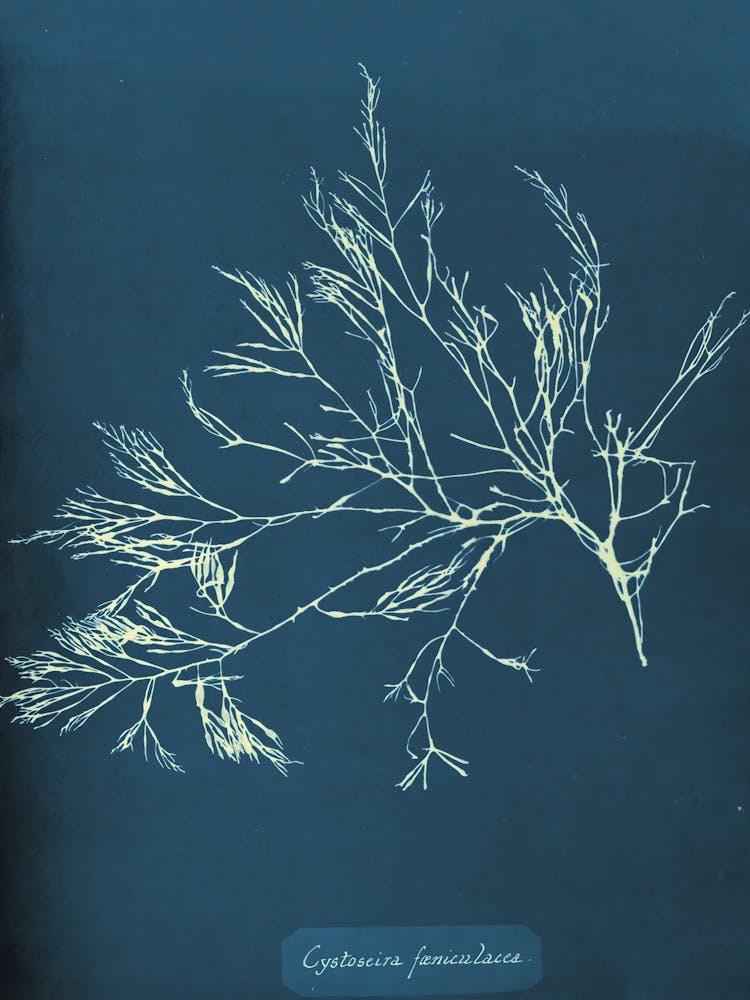 Cyprinidae