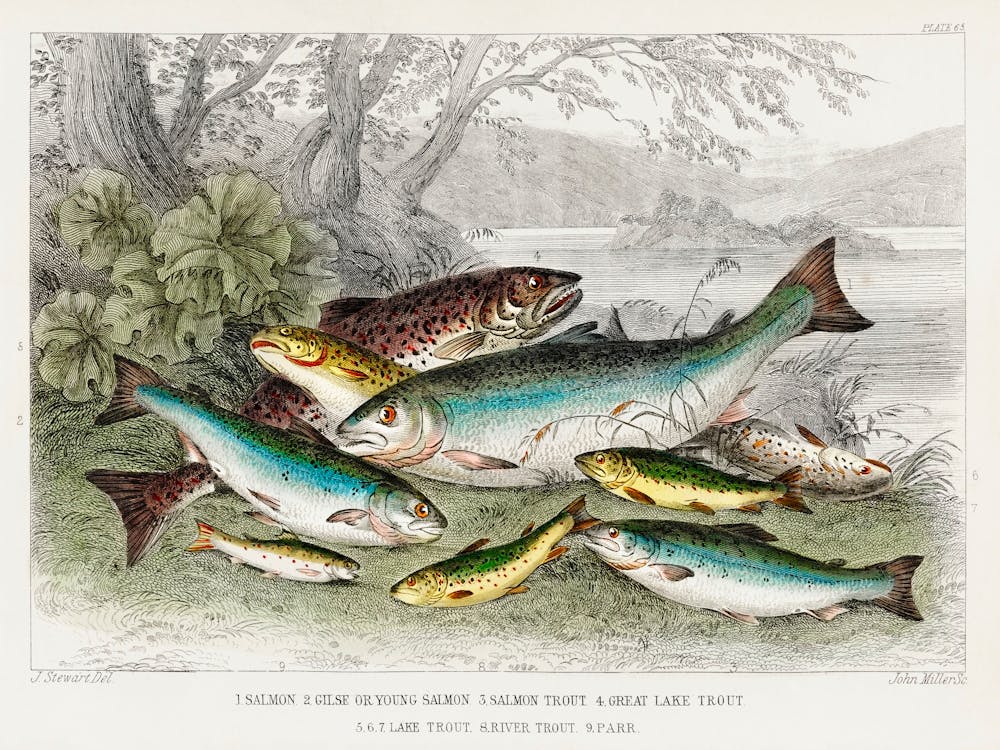 Salmon, Gilse, Salmon Trout, Great Lake Trout, Lake Trout, River Trout, And Parr, Oliver Goldsmith