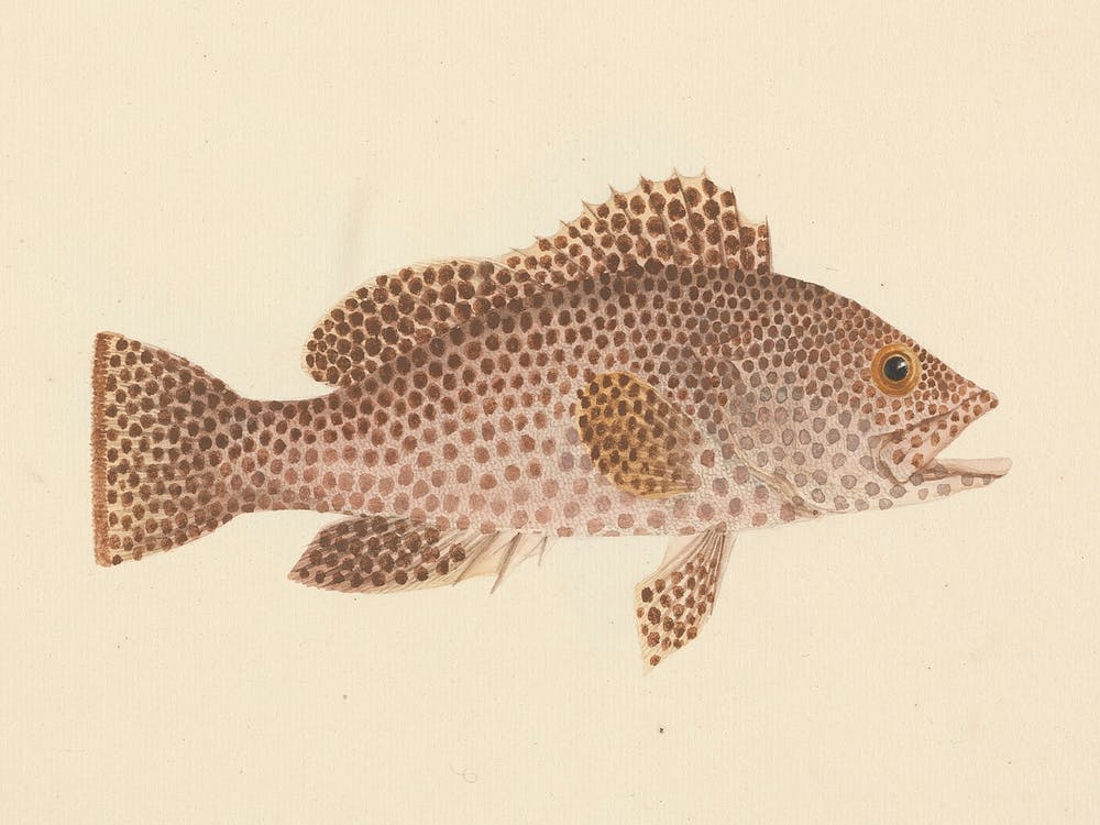Unidentified Fish, Luigi Balugani 9