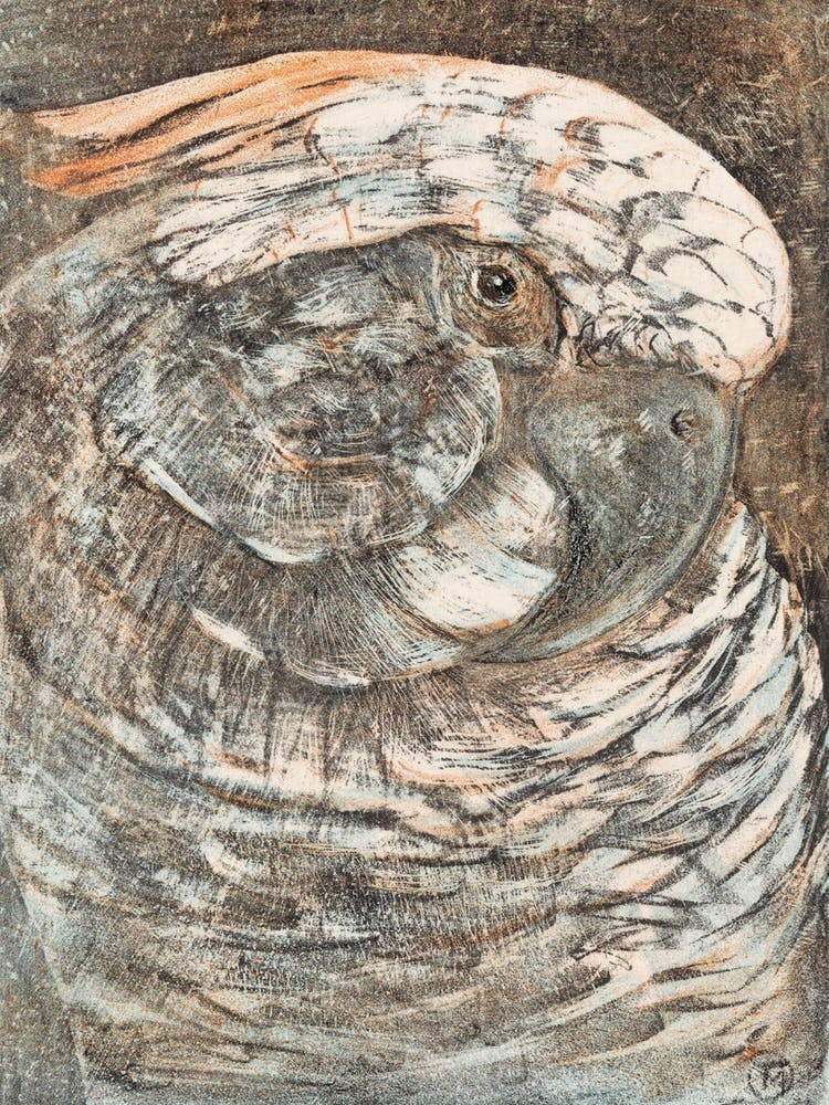 Head of a Parrot by Theo van Hoytema | vintage art print | Dutch bird art | art nouveau | FParrish