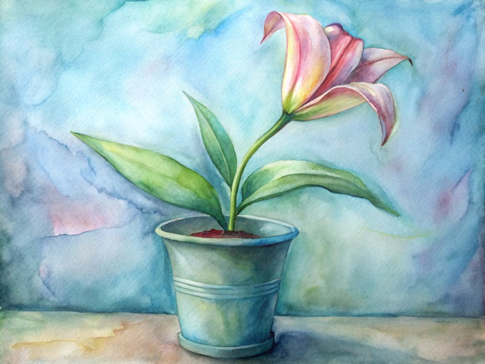 Pink Lily