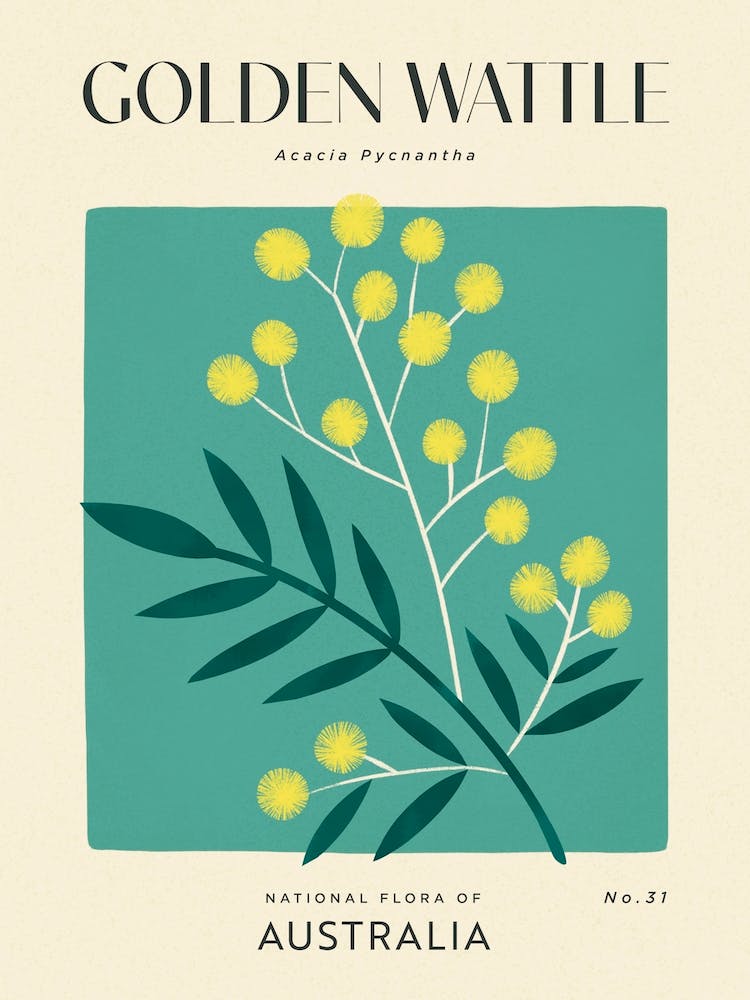 Vintage Green And Yellow Golden Wattle Flower Of Australia