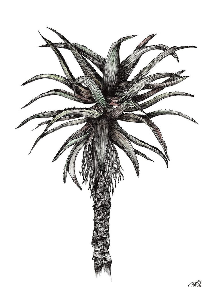 Watercolour Single Aloe