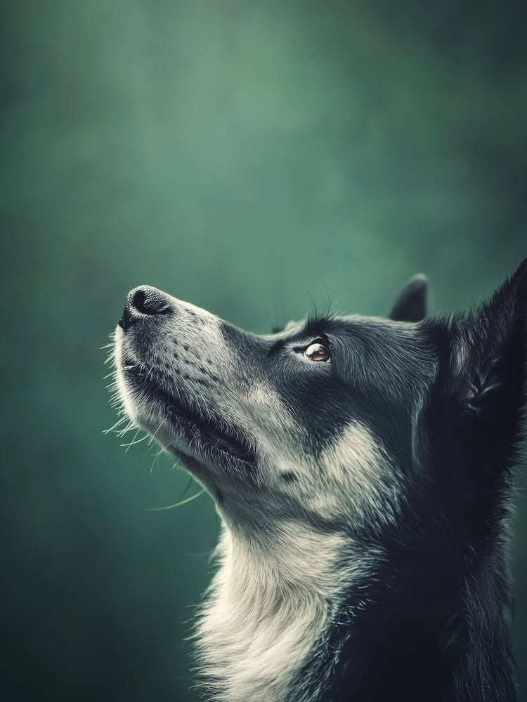 Portrait Of A Dog.Generated AI. Wall 6