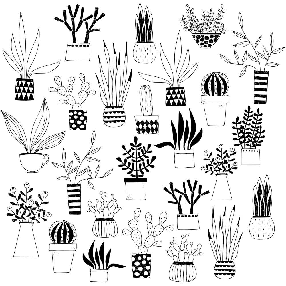Cacti Cactus Succulent House Plants