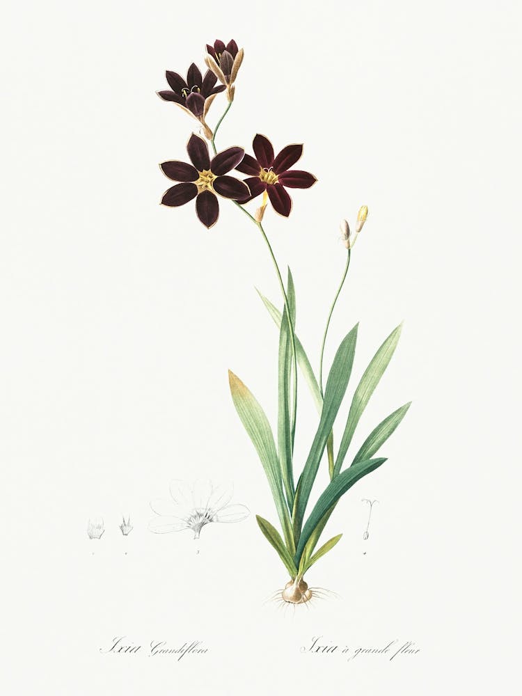 Ixia Grandiflora Illustration From Les Liliacées (1805), Pierre Joseph Redoute