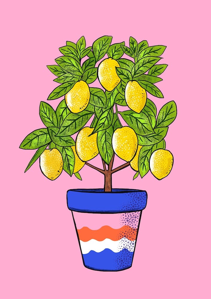 Lemon Tree