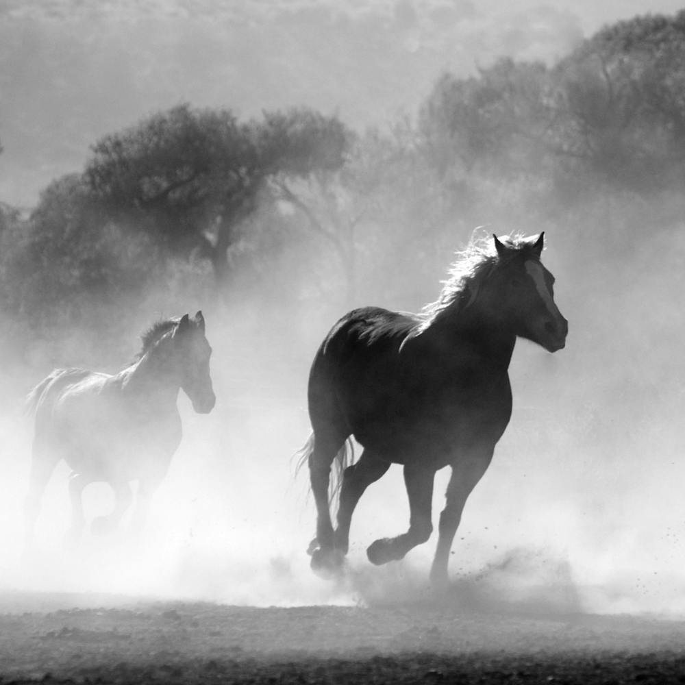 Horses Running In The Dust
