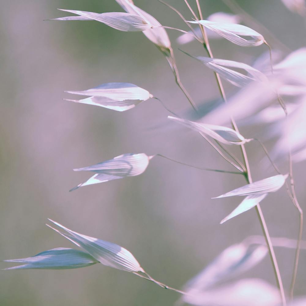 Wild Oats Swaying in Violet