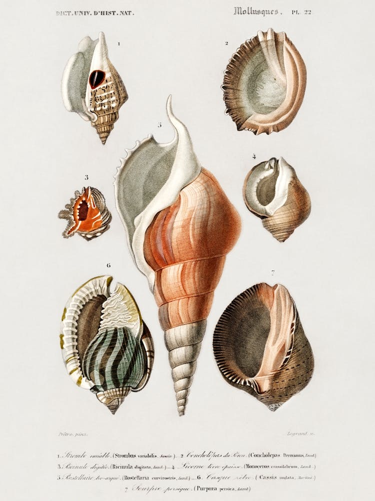 Different Types Of Mollusks, Charles Dessalines D'Orbigny 1