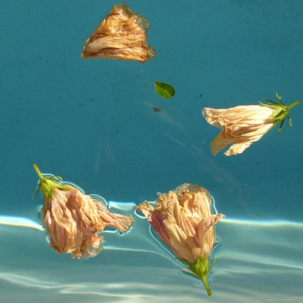 Dead Roses Floating In Water