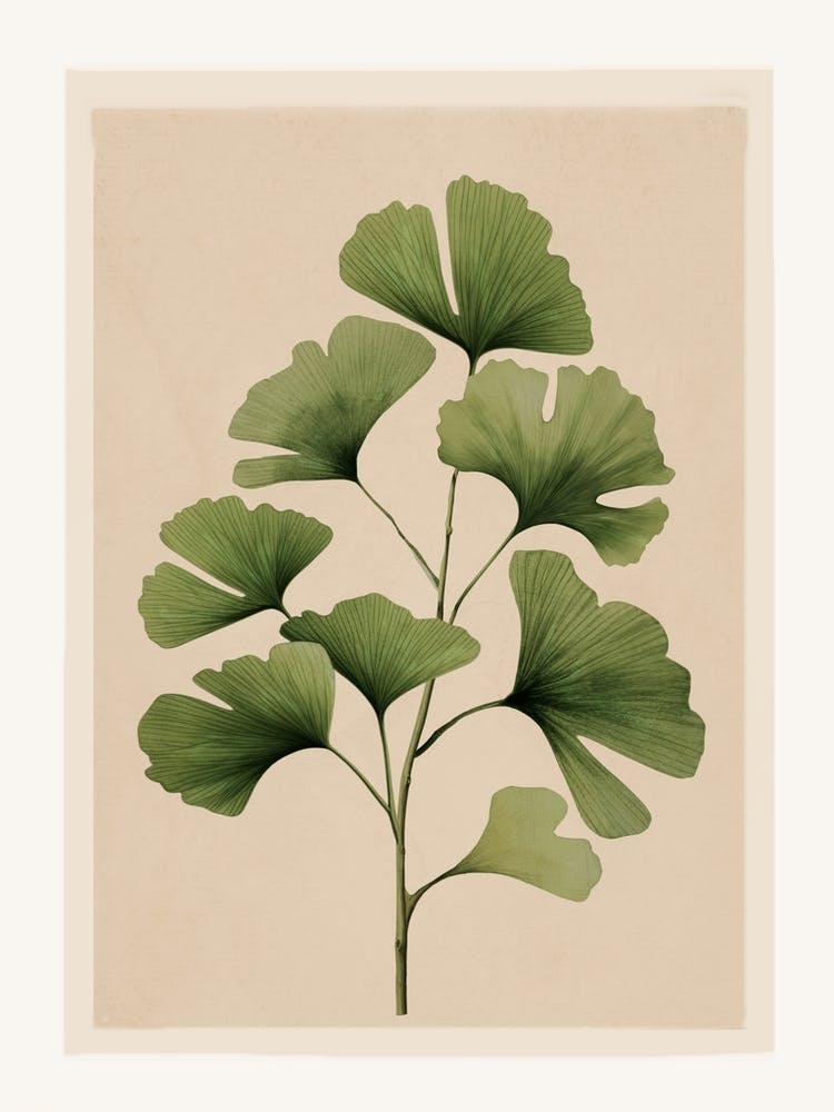 Branch Of Ginkgo Biloba 2