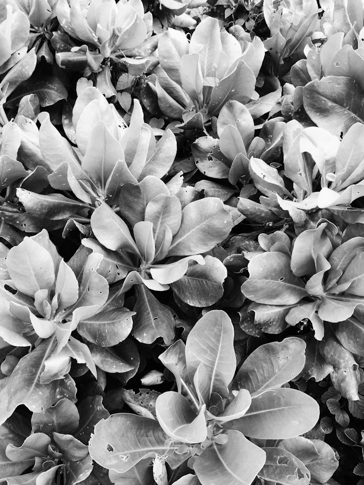 Black And White Flowers 1
