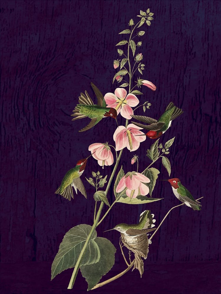 Hummingbirds