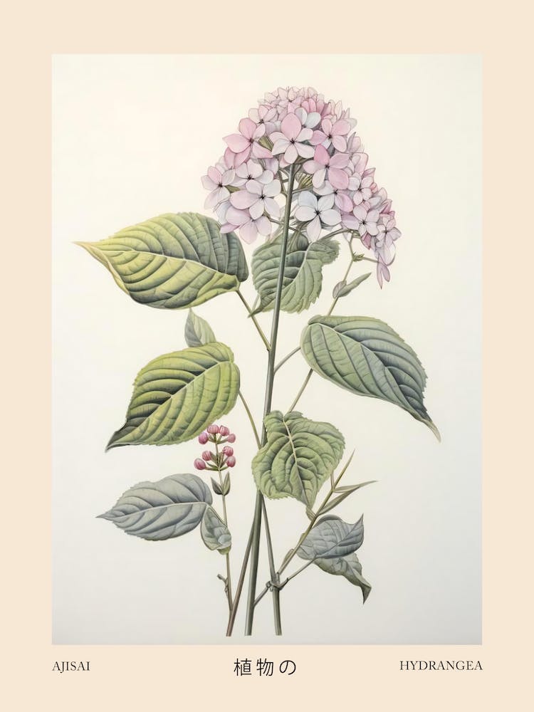 Ajisai Hydrangea Vintage Japanese Botanical Poster