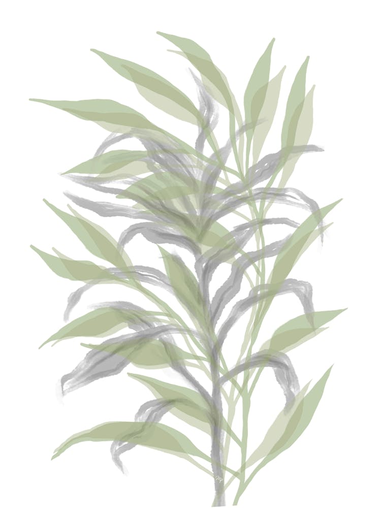 Silent Bamboo 1