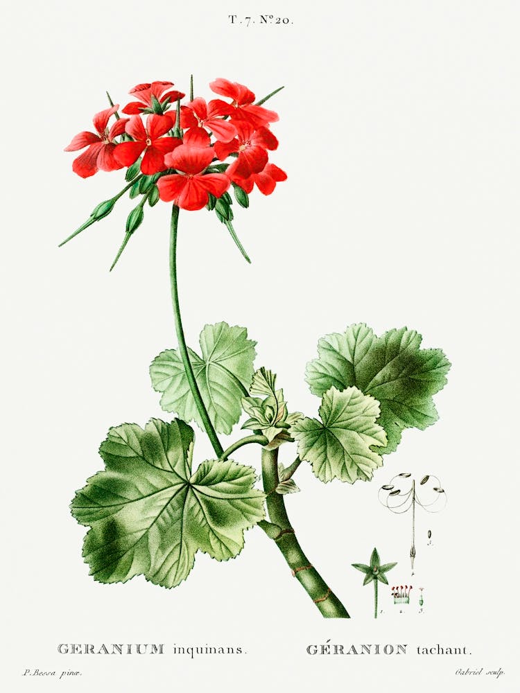 Scarlet Geranium, Pierre Joseph Redoute
