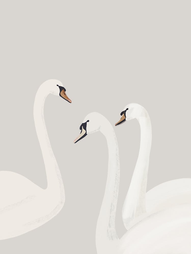 White Swans