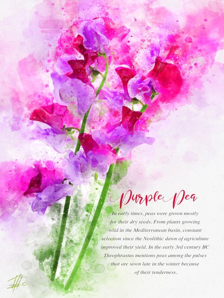 Purple Pea