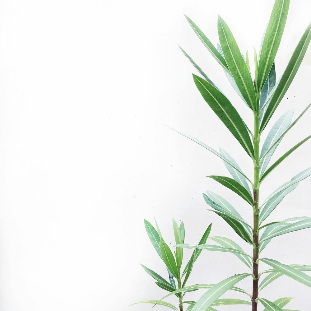 Green Plant Isolated On White Background