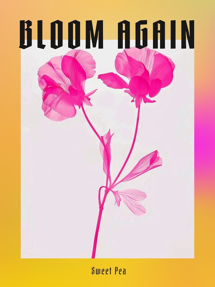 Hot Pink Sweet Pea 1 Poster