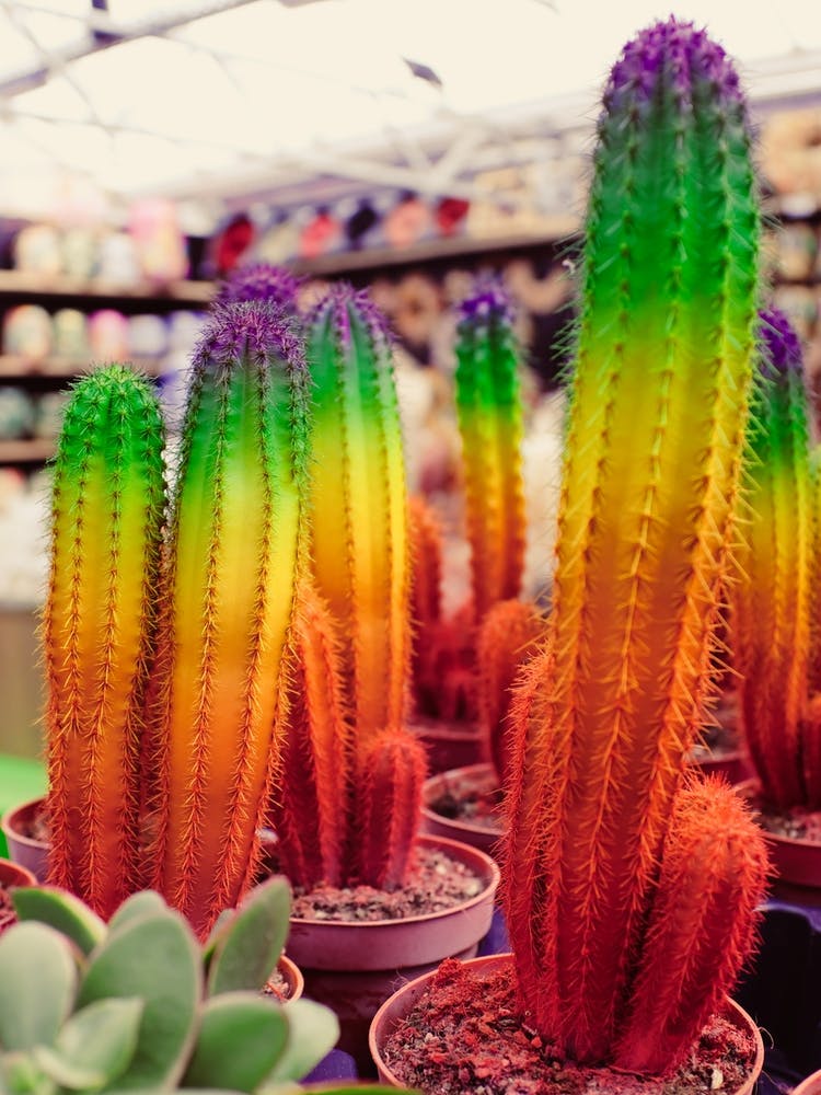Rainbow Cactus