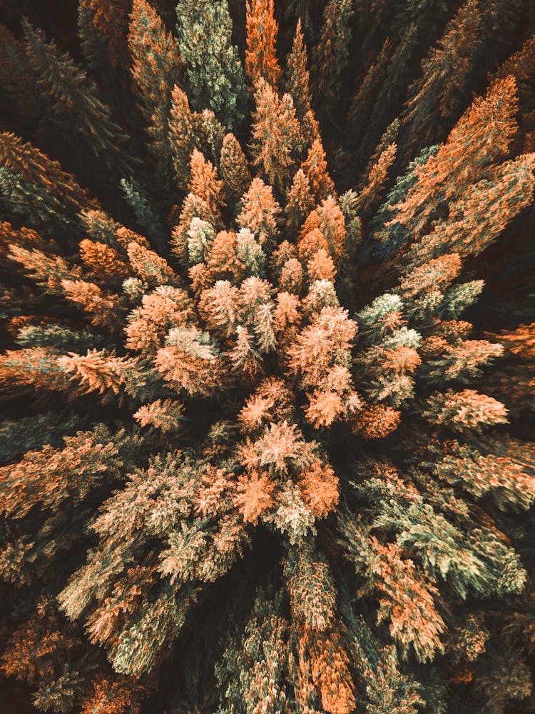 Aerial View Of Pine Trees
