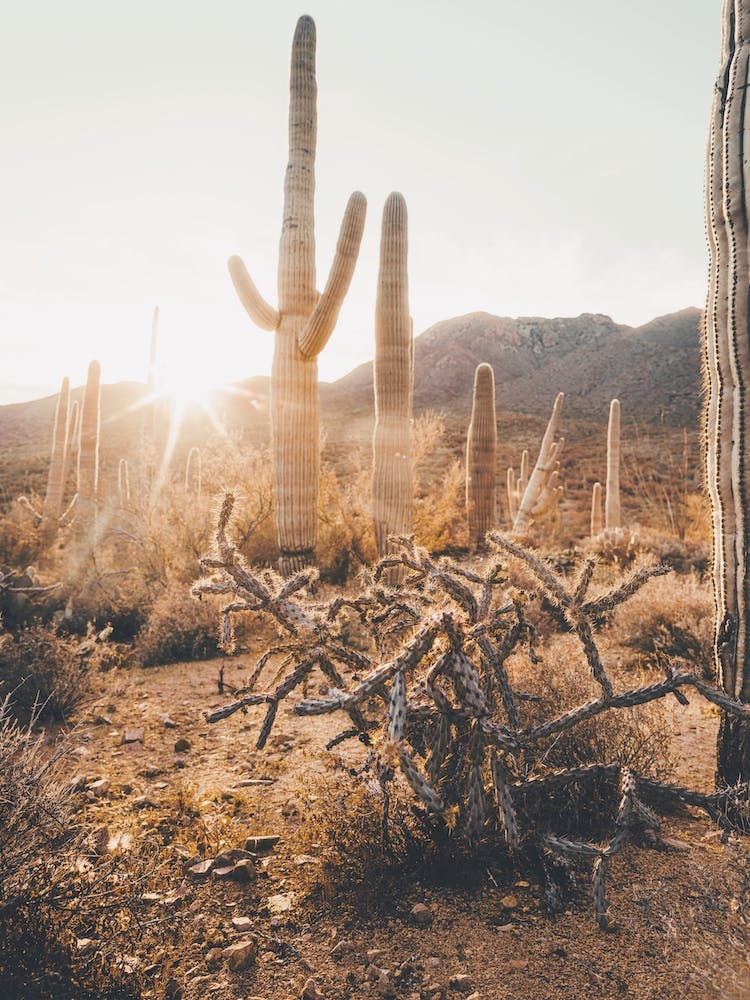 Arizona Desert Sunshine