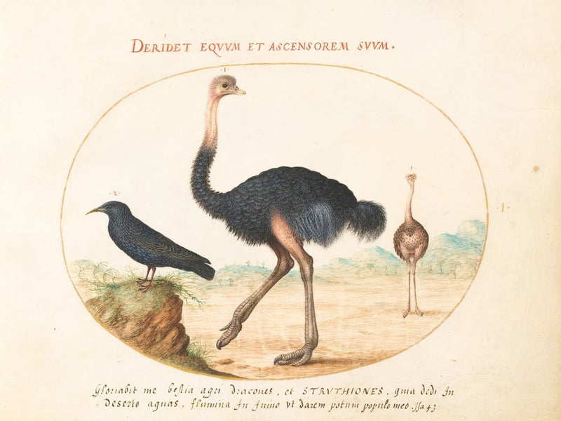 Animalia Volatilia et Amphibia (c. 1575-1580), Joris Hoefnagel (15)