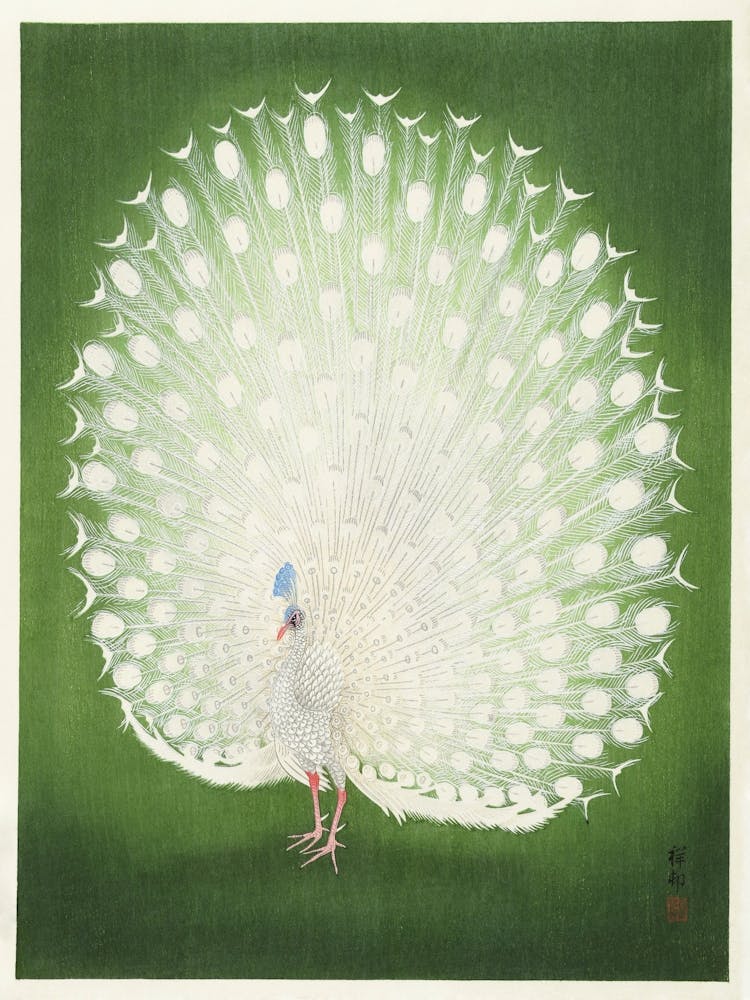 Peacock